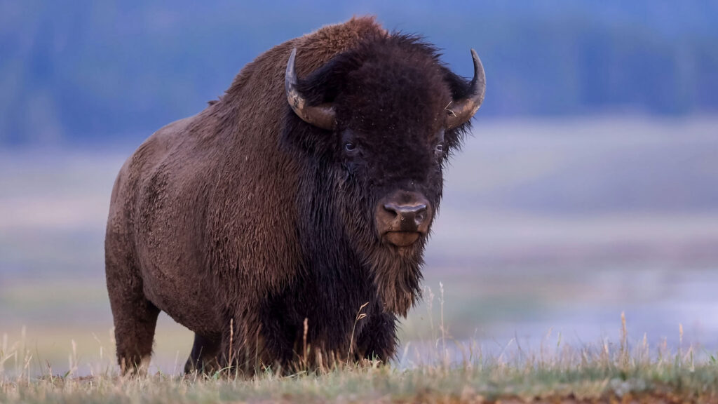 Free-Range Bison in Luverne, MN