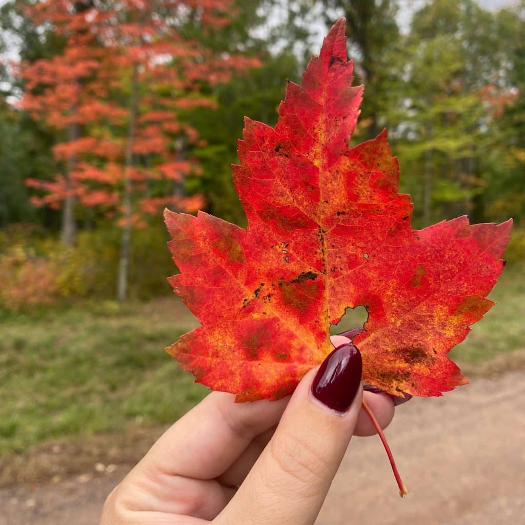 Minnesota Fall Colors on the Great River Road
