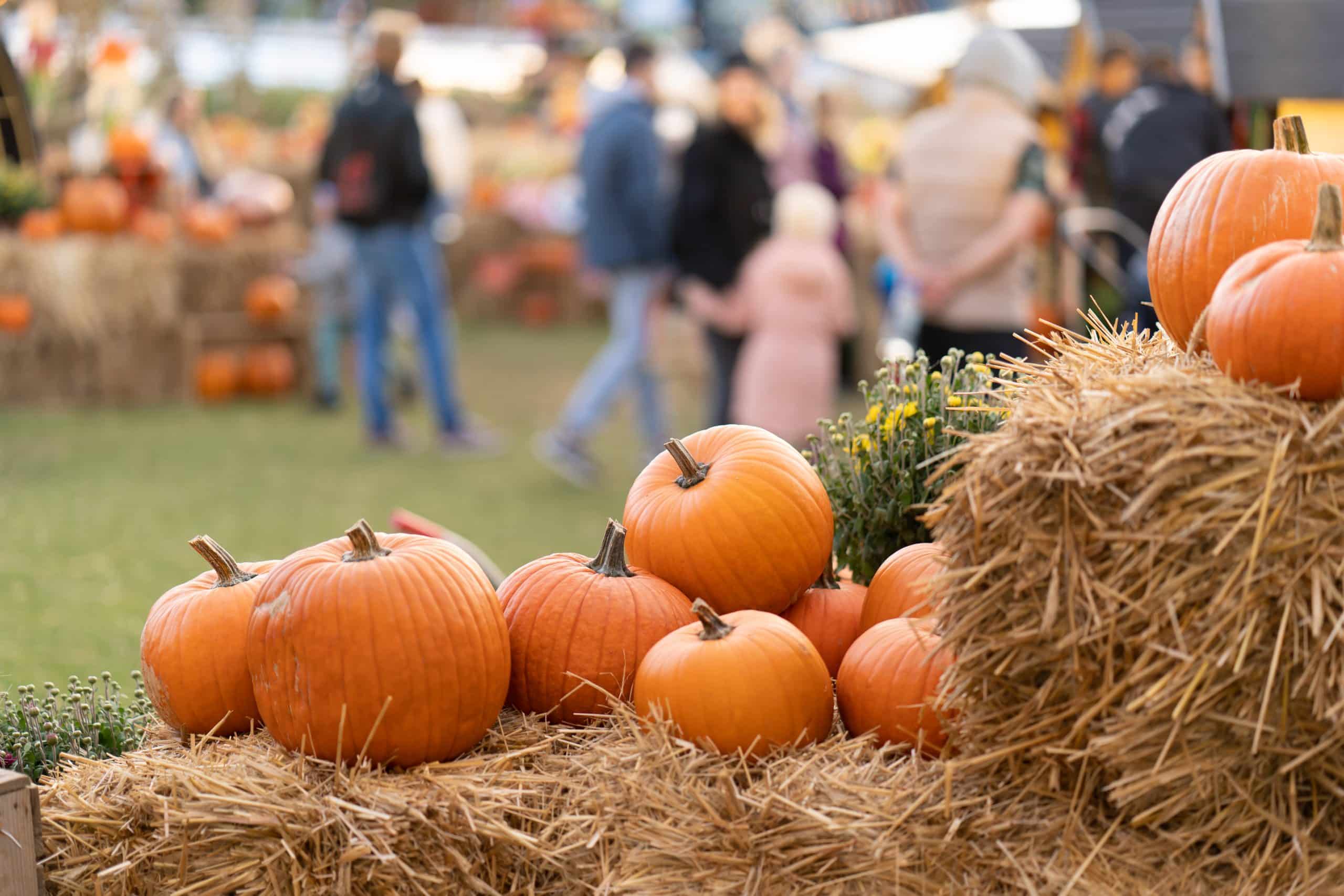 Ultimate Guide: 10 Best Pumpkin Patches Near the Twin Cities